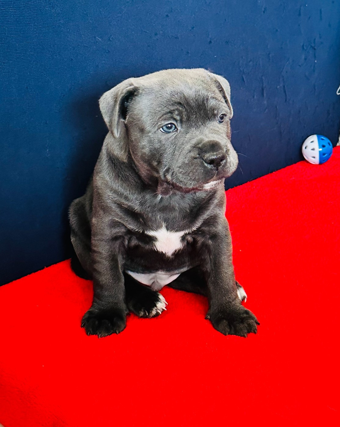 Pet Nanny - Staffordshire Bull Terrier - Portée née le 08/11/2025