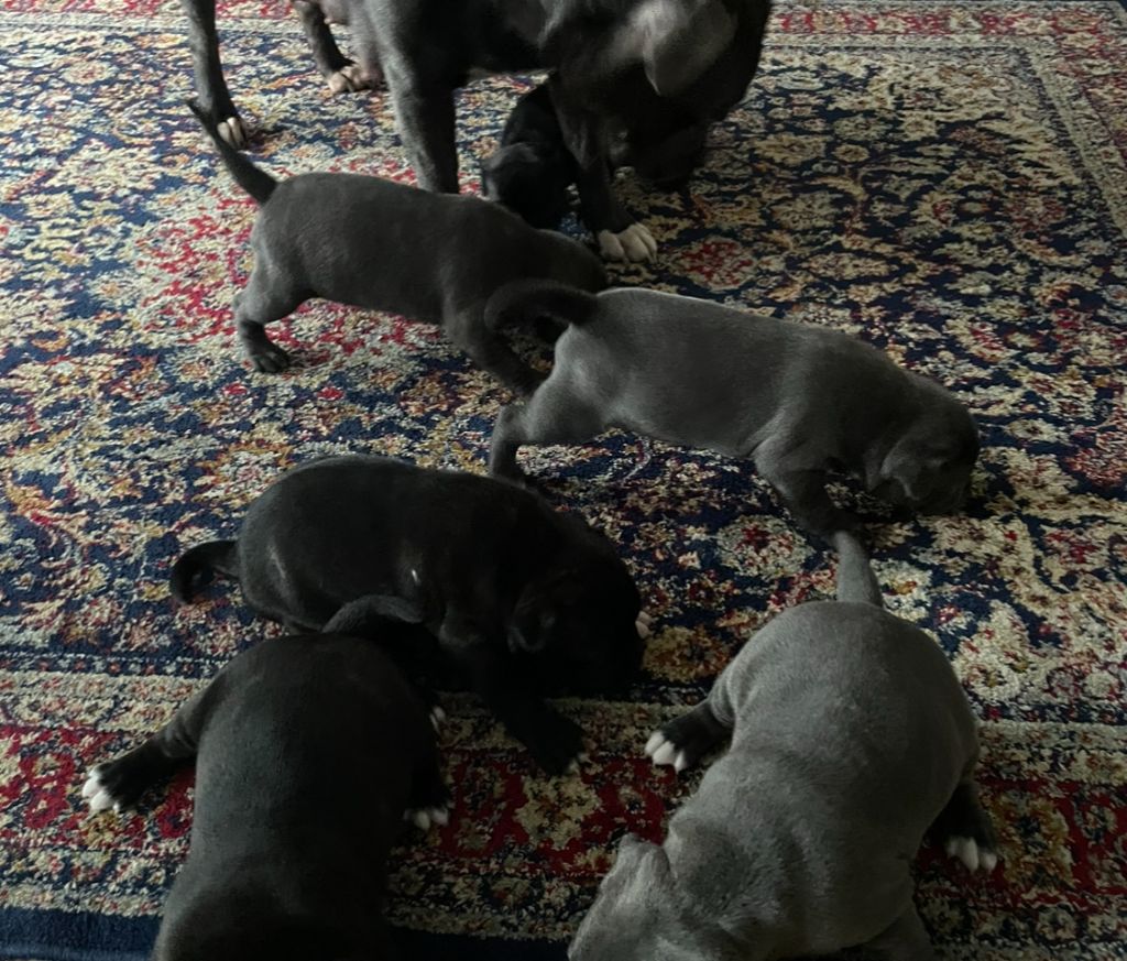 Pet Nanny - Staffordshire Bull Terrier - Portée née le 10/12/2023